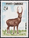 Hog Deer (Axis porcinus)