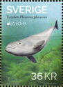 Harbour Porpoise (Phocoena phocoena)