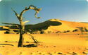 Tree in The Dessert (SIE30 - 0)