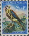 American Kestrel (Falco sparverius)