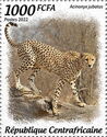 Cheetah (Acinonyx jubatus)