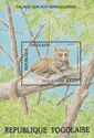 Northern Lesser Galago (Galago senegalensis)