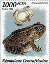 Southern Toad (Anaxyrus terrestris)