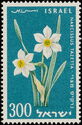 Bunch-flowered Daffodil (Narcissus tazetta)