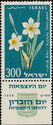 Bunch-flowered Daffodil (Narcissus tazetta)