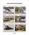 Hippopotamuses
