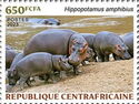 Hippopotamus (Hippopotamus amphibius)