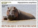 Hippopotamus (Hippopotamus amphibius)