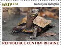Black-breasted Leaf Turtle (Geoemyda spengleri)