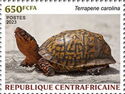 Common Box Turtle (Terrapene carolina)