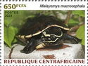 Malayan Snail-eating Turtle (Malayemys macrocephala)