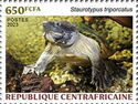 Mexican Musk Turtle (Staurotypus triporcatus)
