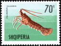 European Spiny Lobster (Palinurus elephas)