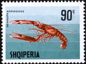 Norway Lobster (Nephrops norvegicus)