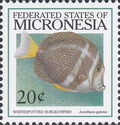 Whitespotted Surgeonfish (Acanthurus guttatus)