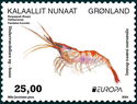 Northern Prawn (Pandalus borealis)
