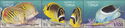 Butterflyfishes