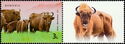 Wild Bison (Bison bonasus)