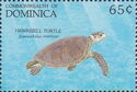 Hawksbill Turtle (Eretmochelys imbricata)