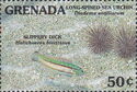 Slippery dick, long-spined sea-urchin