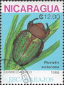 Scarab Beetle (Plusiotis victoriana)