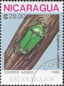 Beetle (Euphoria candezei)