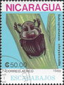 Beetle (Sulcophanaeus chryseicollis)