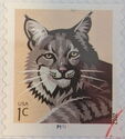 Bobcat (Lynx rufus) P1111