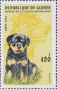 Rottweiler (Canis lupus familiaris)