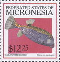 Blue-spotted Boxfish (Ostracion meleagris)