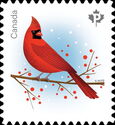 Cardinal (Cardinalis cardinalis)