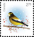 Evening Grosbeak (Coccothraustes vespertinus)