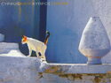Cat - Cyprus View