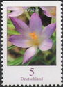 Woodland Crocus (Crocus tommasinianus)