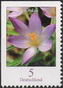Woodland Crocus (Crocus tommasinianus)
