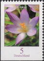 Woodland Crocus (Crocus tommasinianus)