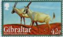 Arabian Oryx (Oryx leucoryx)