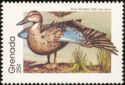 Blue-winged Teal (Anas discors)