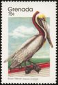 Brown Pelican (Pelecanus occidentalis)