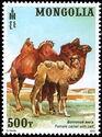 Female Camel with Caif