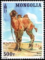Camel Caif