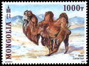 Camel Bull