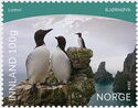 Common Murre (Uria aalge)