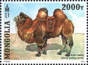 Mature Gelding Camel