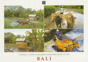 Ploughing The Rice Fields With The Traditional Wooden Ploung - Sidemen Bali