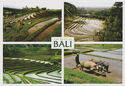 Bali. Rice Terraces