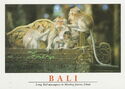 Long Tail Macaques In Monkey Forest In Ubud - Bali