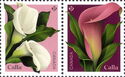 Calla (Zantedeschia sp)