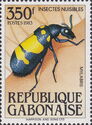 Blister Beetle (Mylabris sp.)