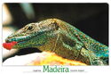 Lizard (lacerta dugesii)